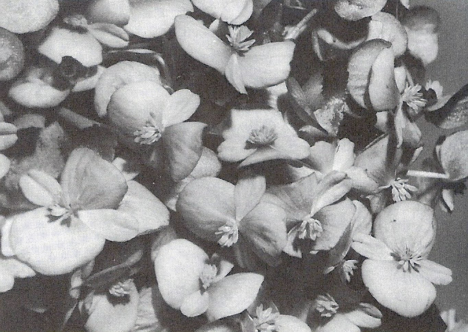 B. ‘Finale’